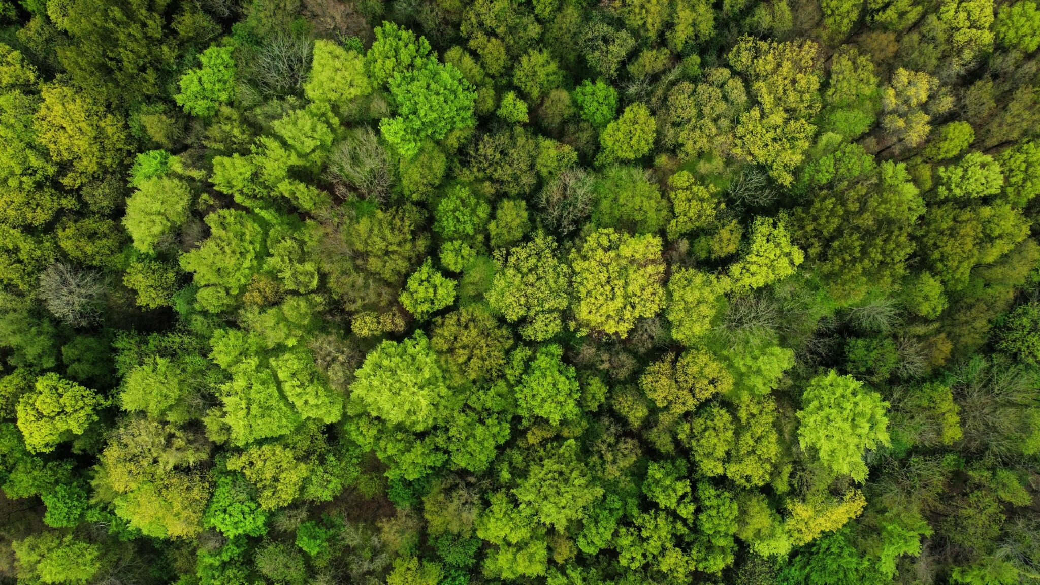 gründe Bäume, Wald